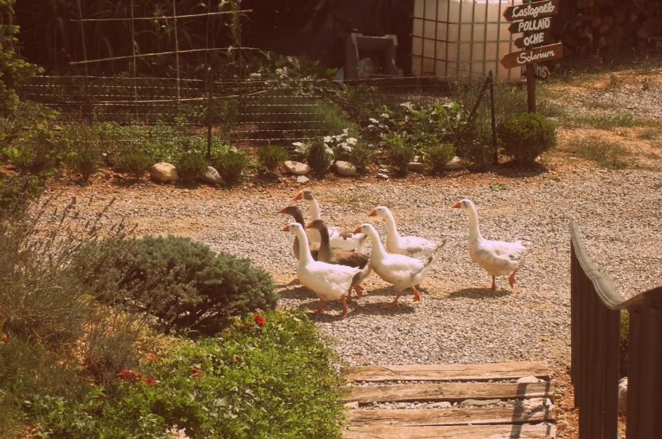 Agriturismo Al Robale Almenno San Bartolomeo Zewnętrze zdjęcie
